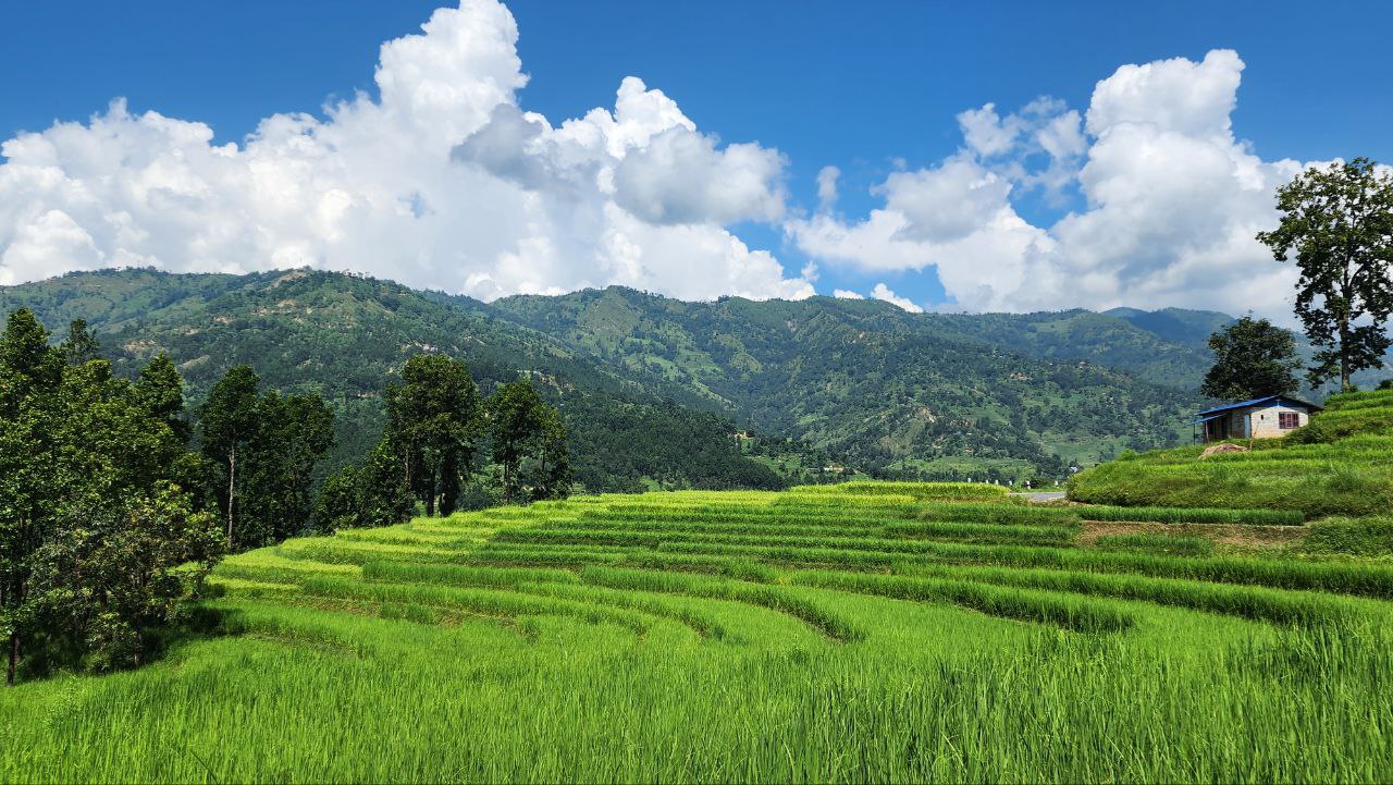Nepal paddy field